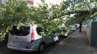 Park halindeki araca ağaç devrildi