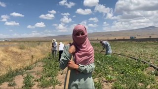 Patnosta şeker pancarı tarlalarında kadın eli