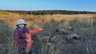 Pendikte sokak köpekleri ağıla girdi: 5 koyun telef oldu, 1 koyun yaralandı