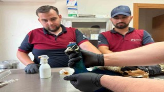 Pendikte tavus kuşu ve atmaca kurtarma operasyonu: Doğaya kavuşacaklar