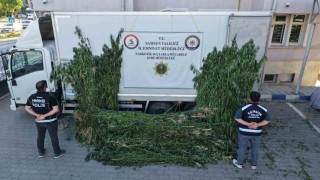 Polis, ayçiçeği tarlasının ortasına ekili 5 bin 230 kök kenevir ele geçirdi