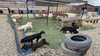 Potadan Patiye Projesi ile Hepsiburadadan sokak hayvanlarına 4 tonu aşan mama desteği
