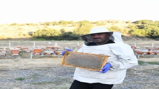 Pursaklarda bal hasadı başladı