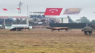 Rakibinden kaçan boğa, bakıcısını boynuzla yere serdi