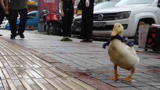 Rizenin caddelerinin maskotu oldu