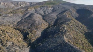 Sakaryada dumanlar dağıldı, yangının hasarı ortaya çıktı