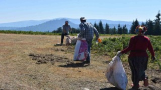 Sakaryada yangınlar sonrası temizlik: Ormandan çıkanlar şaşırttı