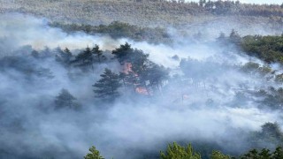 Sakaryadan, Bilecike sıçrayan yangının çıkış sebebi belli oldu
