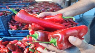 Salçalık biber sezonu başladı