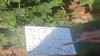 Salihlide bağcılara salkım güvesi ve unlu bit uyarısı