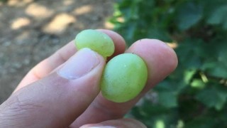 Salihlide üreticilere kritik uyarı! Salkım güvesi için ilaçlama zamanı