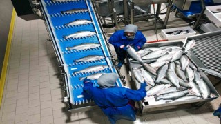 Samsun, su ürünleri ihracatında çıtayı yükseltiyor