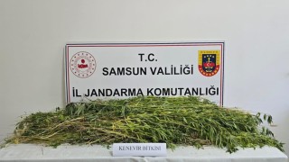 Samsunda 5 bin 608 kök kenevir bitkisi ele geçirildi