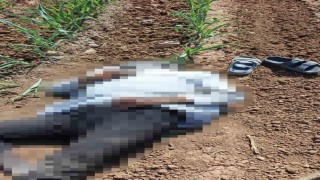 Şanlıurfada mısır tarlasında erkek cesedi bulundu