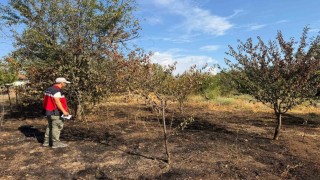 Şaphanede meyve bahçesindeki yangın sonrası hasar tespit çalışması