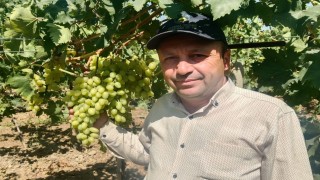 Sarıgöl Ovasında erkenci üzüm alımları başladı