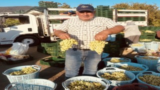 Sarıgölde erkenci üzümler hasat ediliyor