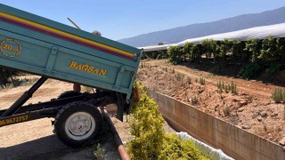 Sarıgölde şaraplık üzüm alımları başladı