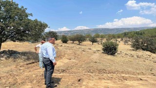 Sarıgöle sokak hayvanları için doğal yaşam alanı yapılacak