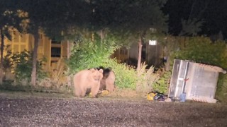 Sarıkamışta ayılar caddelerde cirit atıyor