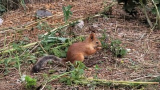 Sarıkamışta sevimli sincap cep telefonuyla kaydedildi