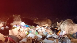 Sarıkamışta tehlikeye aldırış etmeden boz ayıları görüntülediler