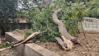 Sarıyerde yaş ağaç mezarlıkların üzerine devrildi