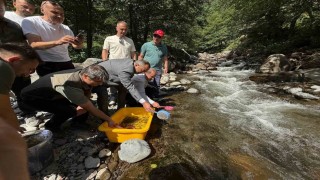 Şavşatta Mansurat Deresine 20 bin alabalık yavrusu bırakıldı