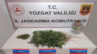 Şefaatlide 40 kök kenevir ele geçirildi