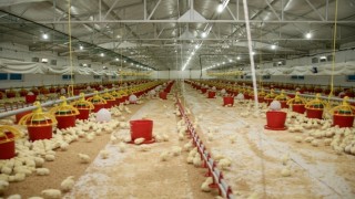 Şenpiliç ekosistemi sözleşmeli çiftliklerle geçen yıl 4 bin 200 kişiye istihdam sağladı