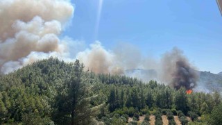 Serikte orman yangını