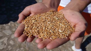 Sertifikalı tohum desteği başvurularında son gün 31 Temmuz