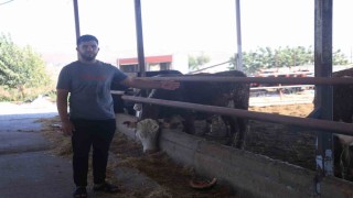 Sevkiyat sırasında firar eden ve 1 aydır haber alınamayan angusların sahibi: Bu cins hayvanlar aşırı hırçın oluyor, görenler kaçsınlar