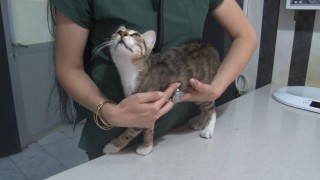 Sıcak havalarda evcil hayvanlarla ilgili dikkat edilmesi gerekenler