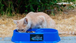 Sıcak yaz günlerinde can dostlara destek