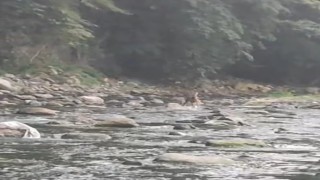 Sıcaktan bunalan karaca serinlemek için girdiği derede görüntülendi