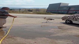 Sıcaktan bunalan leyleği hortumla serinletti