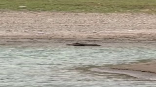 Sıcaktan bunalan yaban domuzu gölde serinledi