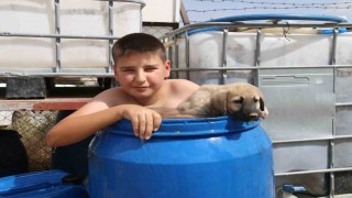 Sıcaktan bunaldı yavru kangal ile aynı varilin içinde serinledi