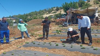 Siirtte bitkisel üretim alanlarında hastalık ve zararlı takibi sürüyor