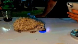 Siirtte susayan kirpiye vatandaşlar su içirdi