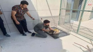 Siirtte yaralı kuşlar tedavilerinin ardından yaşam alanlarına bırakıldı