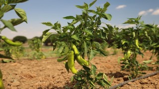 Silivri Belediyesinde yazlık sebze hasadı devam ediyor