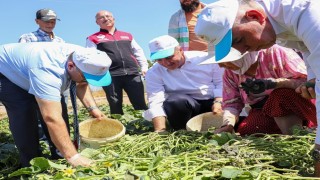 Sındırgıda Vali İsmail Ustaoğlu kornişon hasadına katıldı