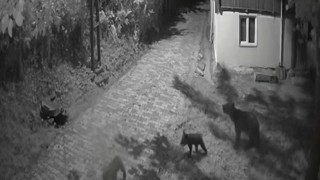 Sinopta anne ayı ve yavrularının dut yeme anları kamerada