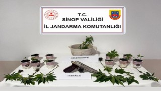 Sinopta jandarmadan kenevir operasyonu: 4 şüpheliye adli işlem