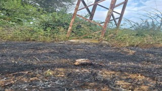 Sinopta yüksek gerilim hattına konan kuş yangına neden oldu