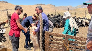 Şırnakta küçükbaş hayvanların küpe ve aşıları yapıldı