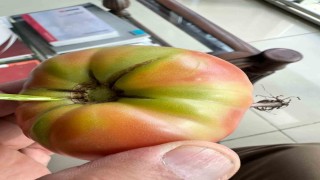 Şırnakta şaşkına çeviren olay, domatesin içinde ot yeşerdi