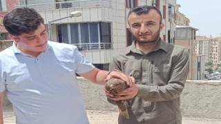 Şırnakta yaralı şahinler tedavi altına alındı